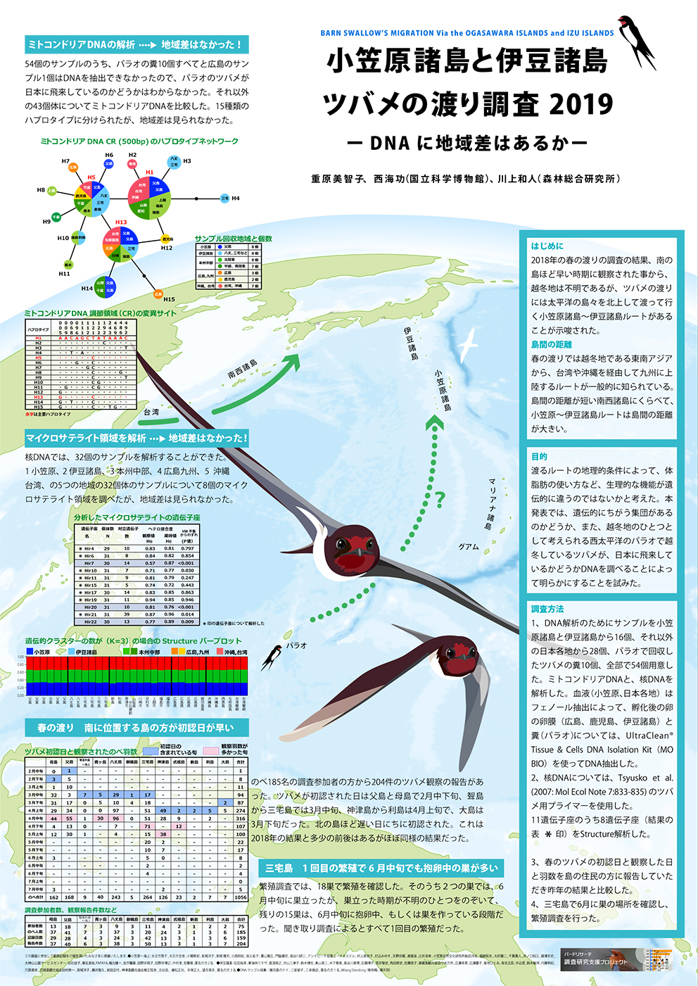 日本鳥学会2019　ツバメDNA 西海功　川上和人
